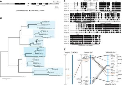 Lamprey IGF-Binding Protein-3 Has IGF-Dependent and -Independent Actions